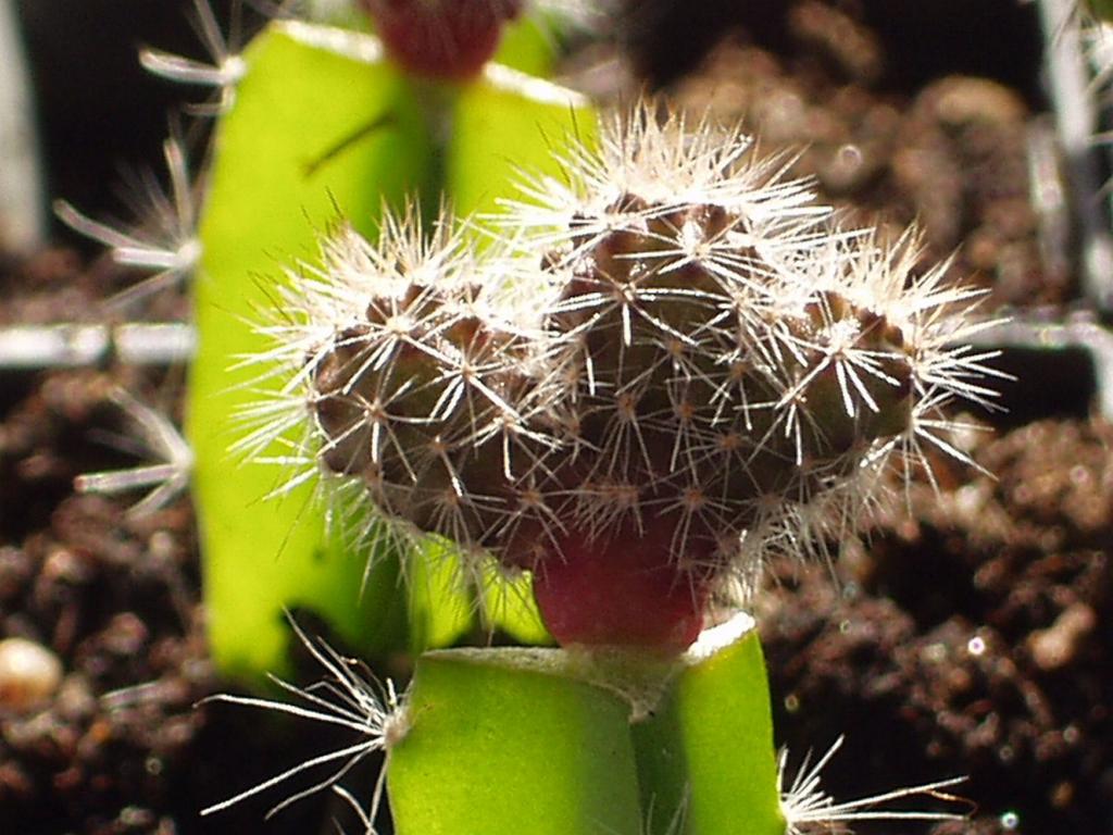 Eigene Echinopsis/Foto 7.jpg